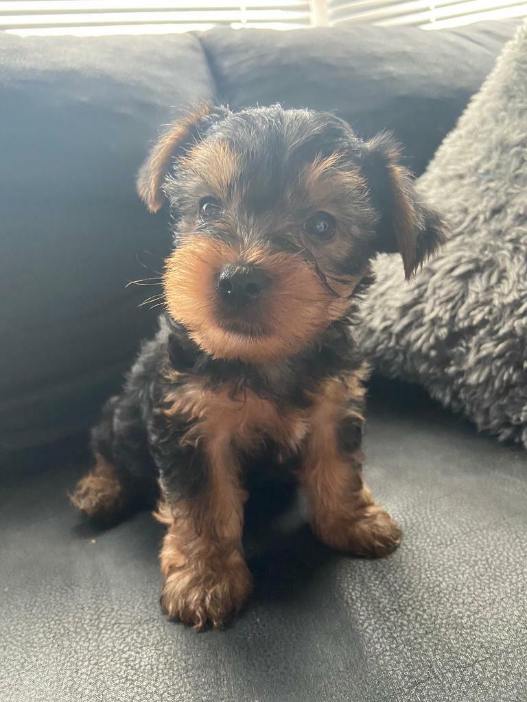 yorkshire terrier puppies for sale gumtree